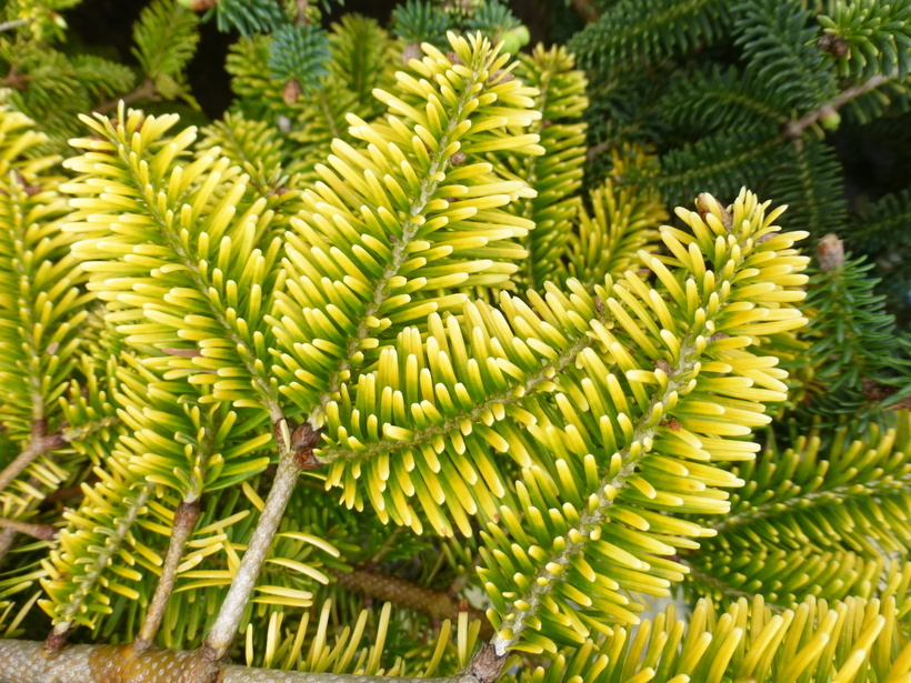 Image of Caucasian Fir