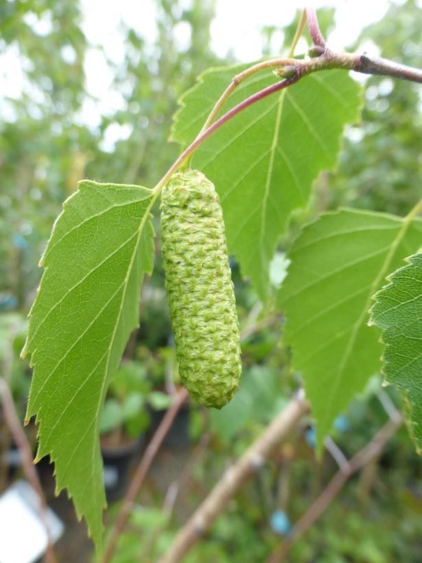 Image of Common Birch