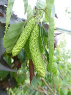 Imagem de Betula utilis subsp. jacquemontii (Spach) Kitam.