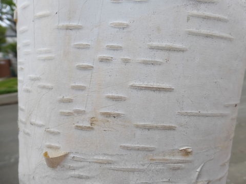 Image of Betula utilis subsp. jacquemontii (Spach) Kitam.