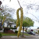 Image of Betula utilis subsp. jacquemontii (Spach) Kitam.