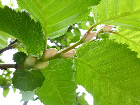 Image of European hornbeam