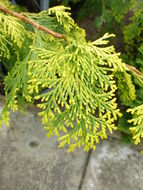 Image of Hinoki Cypress