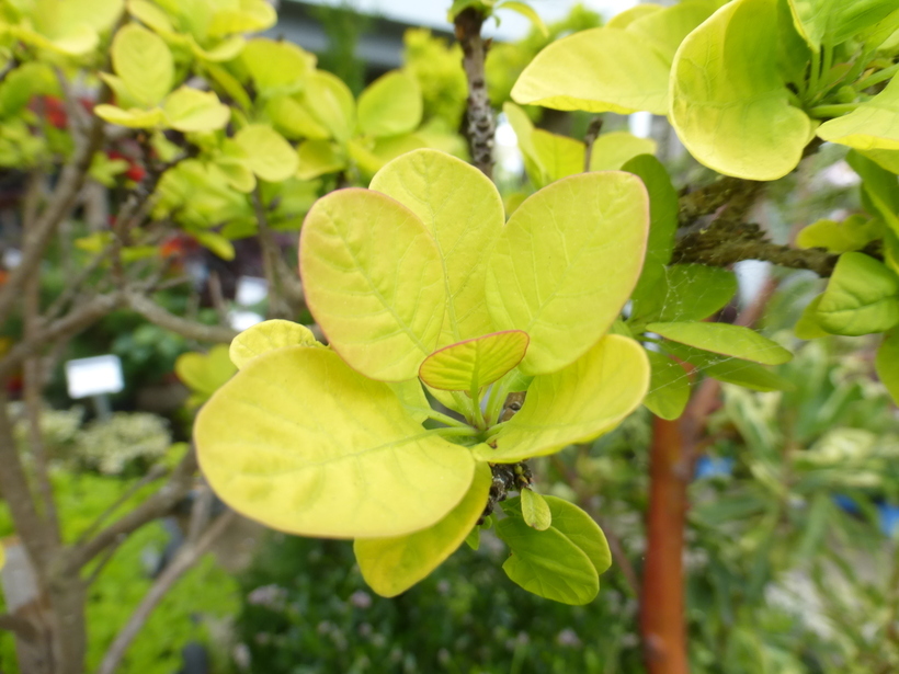 Image of European smoketree