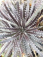 Plancia ëd Dyckia