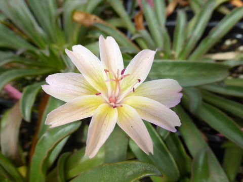 Plancia ëd Lewisia longipetala (Piper) Clay