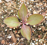 Слика од Penstemon triflorus Heller