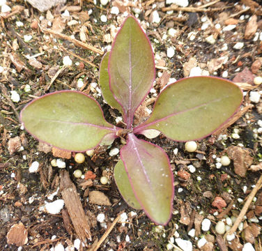 Image of Heller's beardtongue