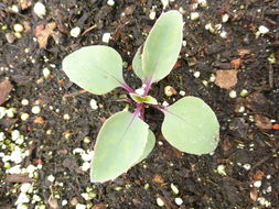 Image of Palmer's penstemon