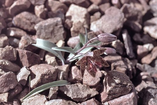 Image of Talus Fritillary