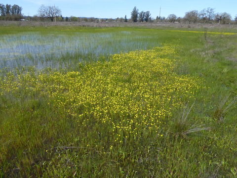 Plancia ëd Blennosperma bakeri C. B. Heiser