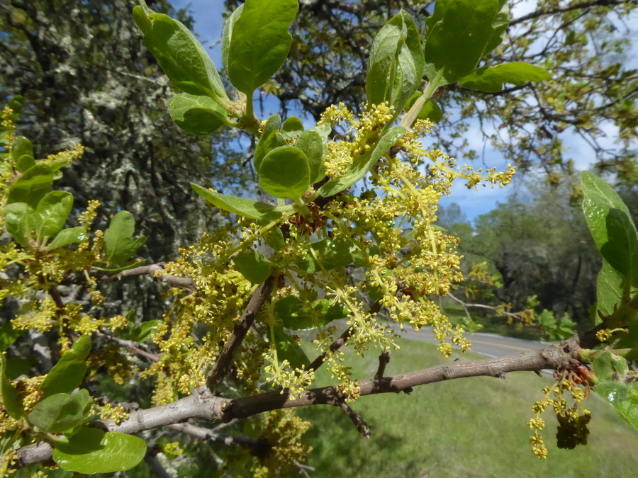 Sivun Quercus douglasii Hook. & Arn. kuva