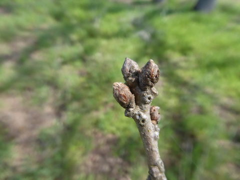 Image of valley oak