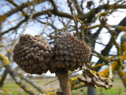 Image of valley oak