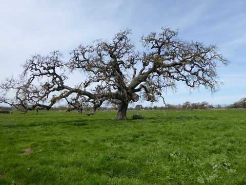 Image of valley oak