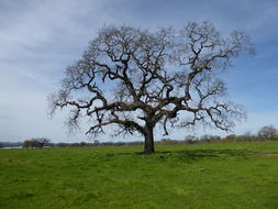 Image of valley oak