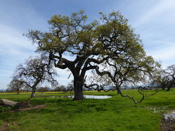 Image of valley oak