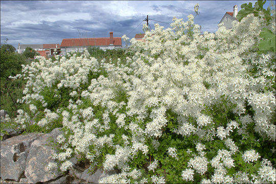 Imagem de Clematis flammula L.