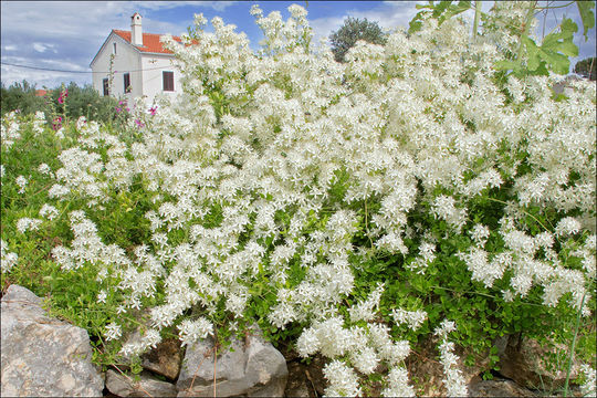 Image of fragrant clematis