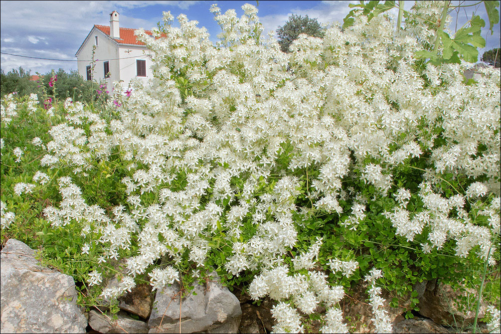 Image of fragrant clematis