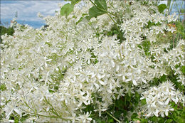 Image of fragrant clematis