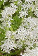 Image of fragrant clematis