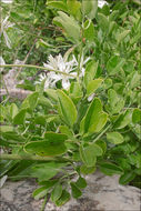 Image of fragrant clematis