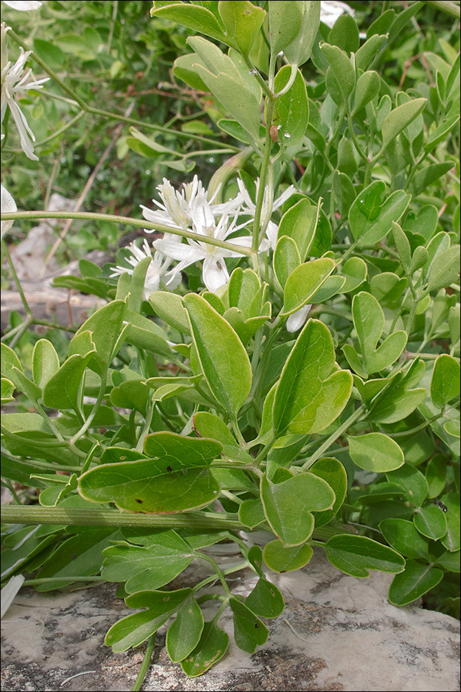 Image of fragrant clematis