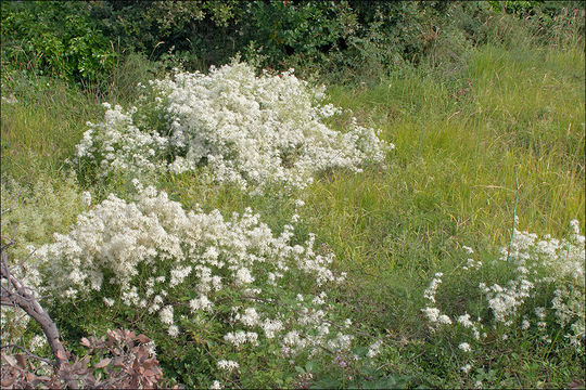 Image of fragrant clematis