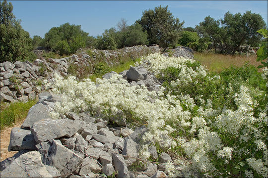 Image of fragrant clematis