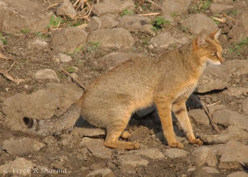 Image de Chat de jungle