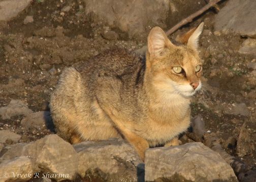 Image de Chat de jungle