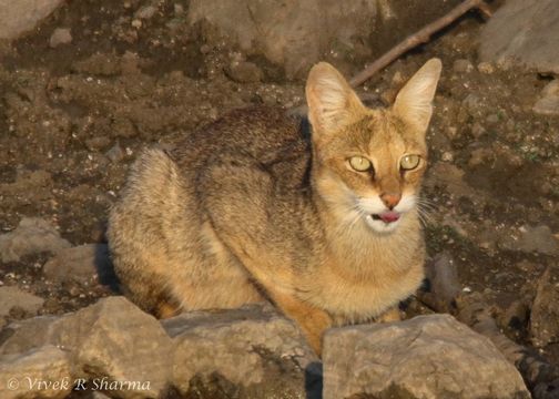 Image of jungle cat