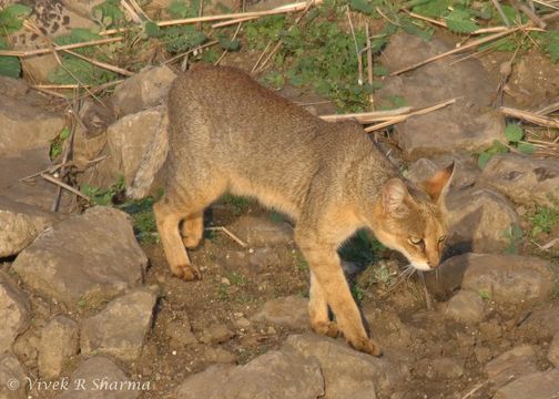 Image de Chat de jungle