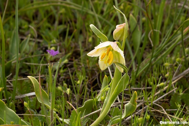 Image of fragrant fritillary