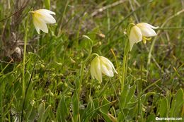 Image of fragrant fritillary