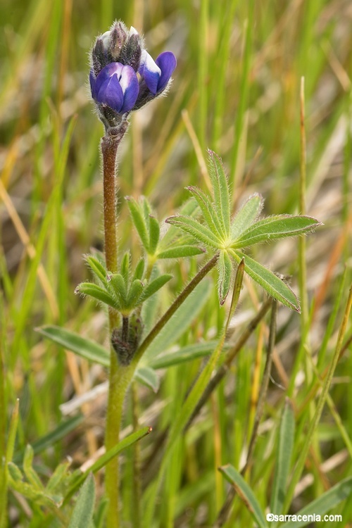 Image de Lupinus bicolor Lindl.