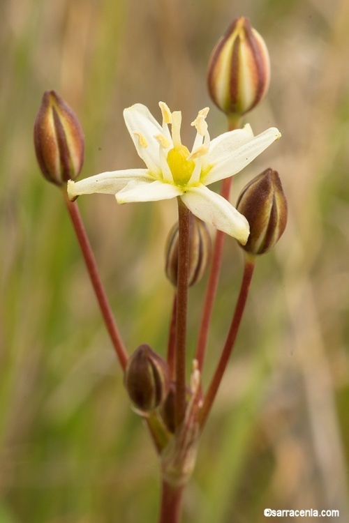 Imagem de Muilla maritima (Torr.) S. Watson ex Benth.