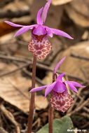 Image of Calypso orchid