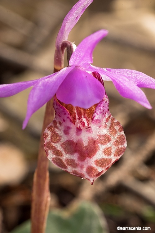 Image of Calypso orchid