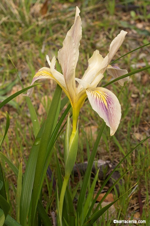 Image of Douglas iris