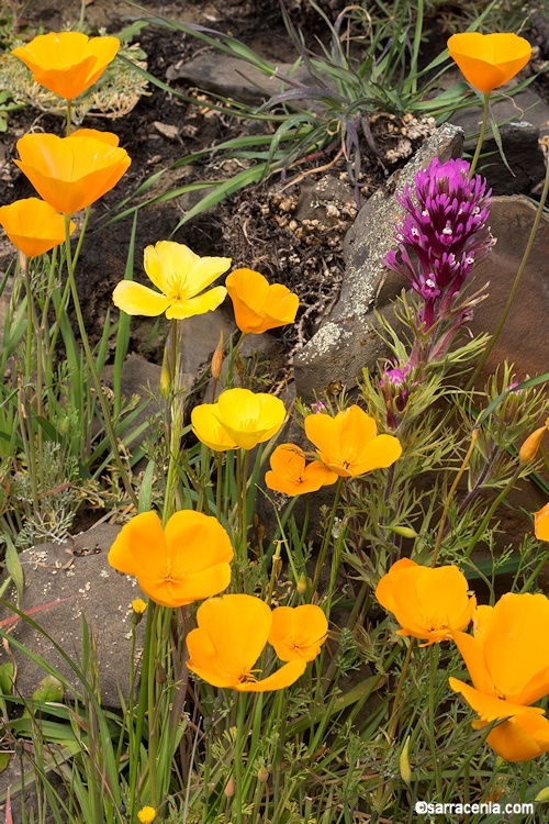 Image of tufted poppy