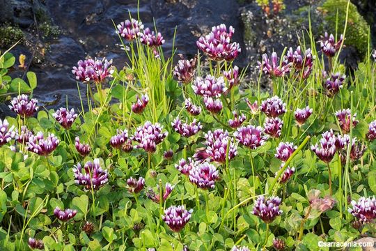 Image of whitetip clover