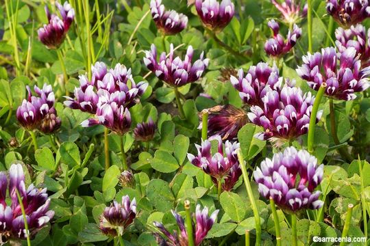 Image of whitetip clover