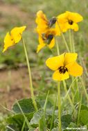 Viola pedunculata Torr. & Gray resmi