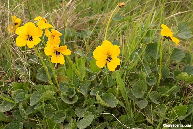 Viola pedunculata Torr. & Gray resmi