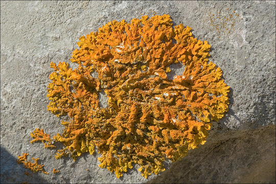 Image of Xanthoria aureola (Ach.) Erichsen