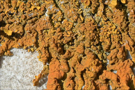 Image of Xanthoria aureola (Ach.) Erichsen