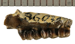 Image of <i>Pliotomodon primitivus</i>