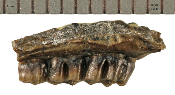 Image of <i>Pliotomodon primitivus</i>